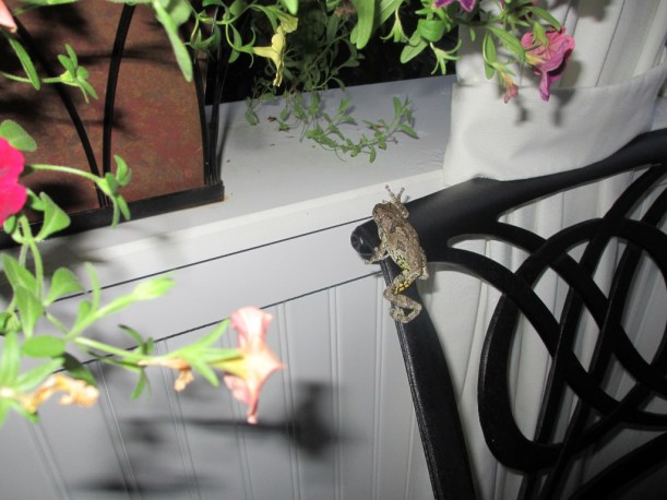 Porch Frog