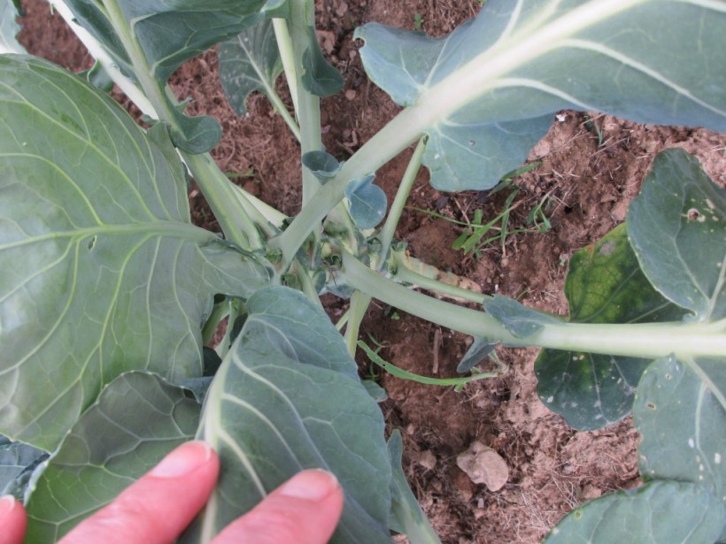Brussel Sprouts sprouting in June 2012