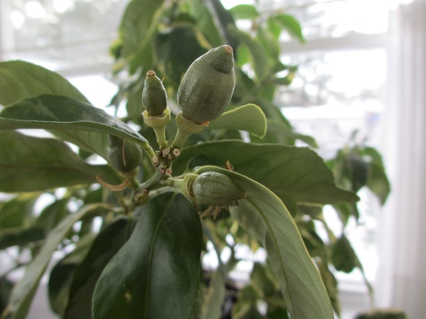 Baby Pink Lemons - masquerading as limes!