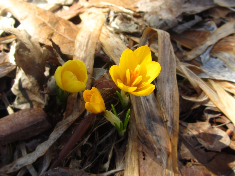 2014Crocus_Apr1