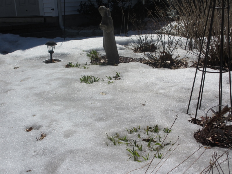 Stella d'Oro daylilies are fighting off the last of the snow to reach some sunshine.