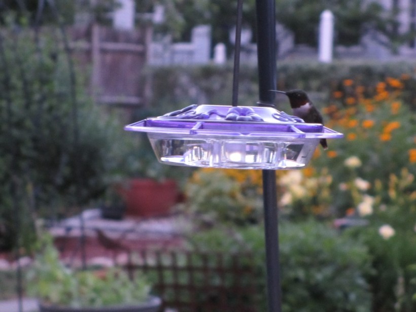 Successful Hummingbird Watch in the garden tonight!