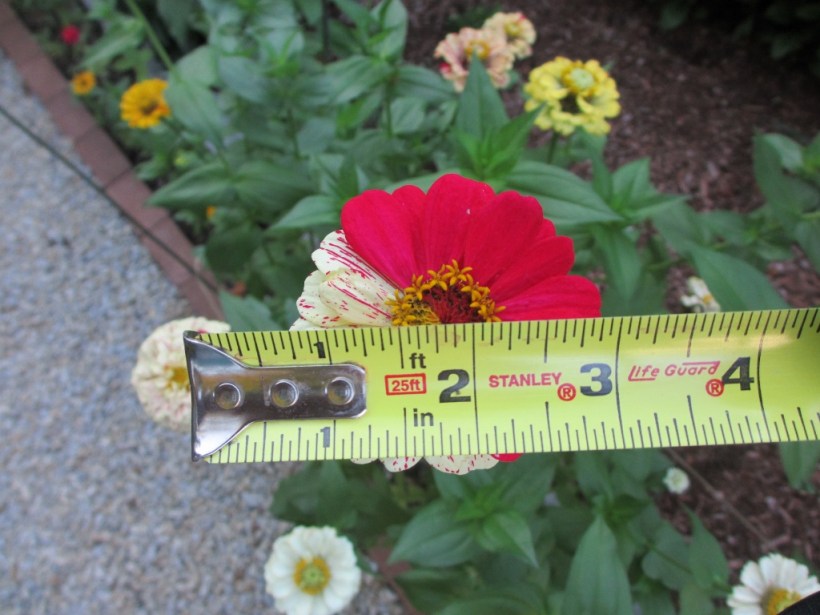 3inchZinniaBloom (1024x768)