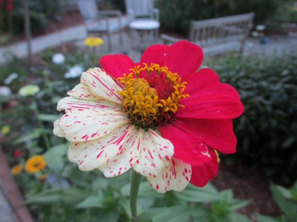 SchizoZinnia (1024x768)