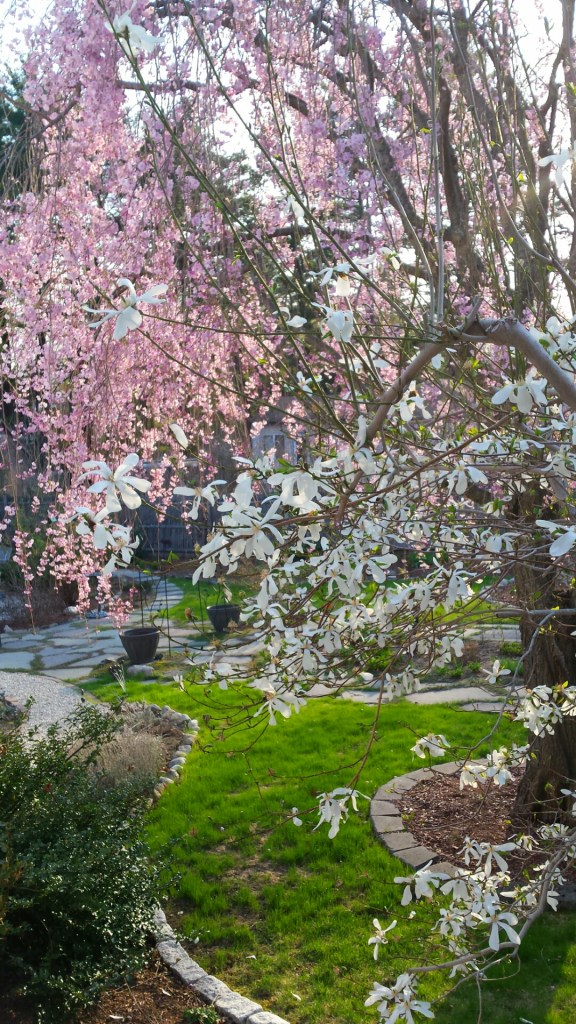 Magnolia & Weeping Cherry bloomed together this year.