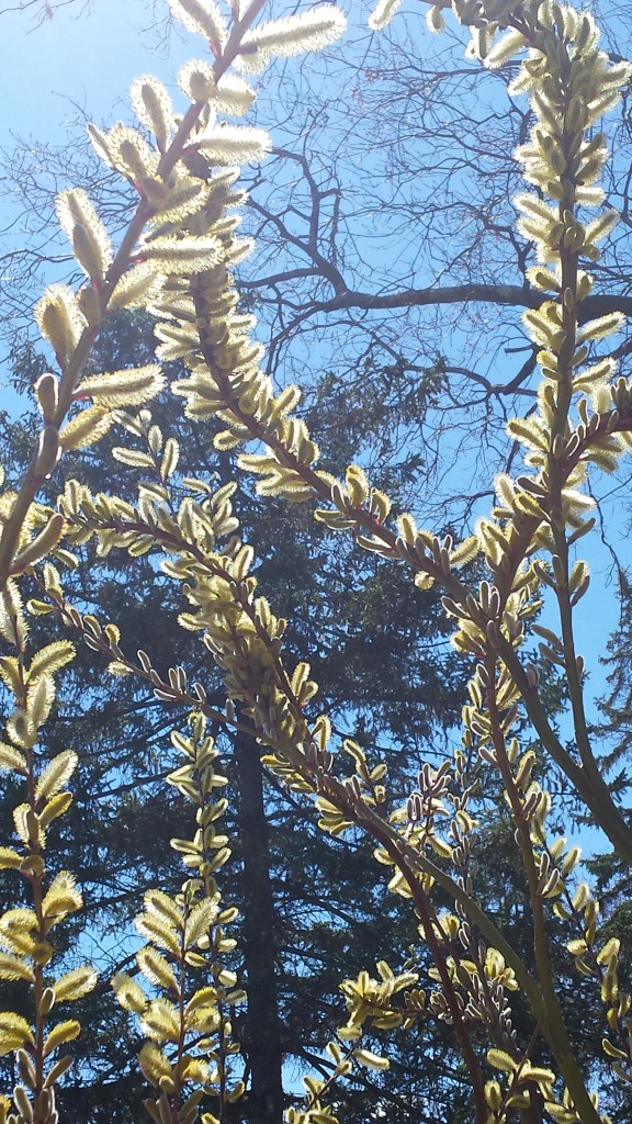 Weeping Japanese Fantail Pussywillow was one of the first perennials to come to life in April.