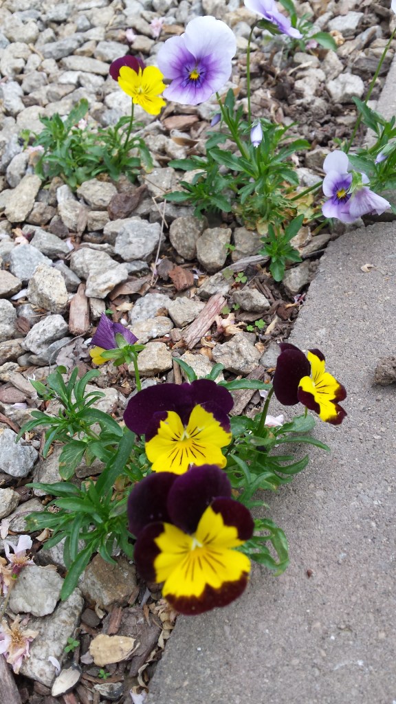 Pansies grew everywhere, except where they were planted!