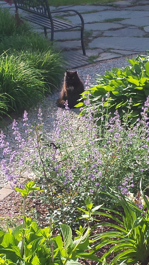 Oreo enjoying the view (and fragrance of the Catmint flowers in bloom!)