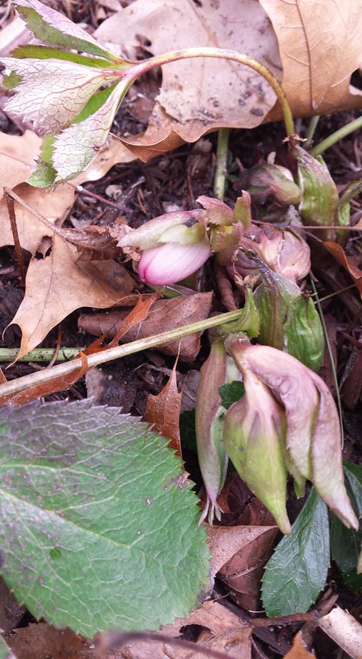 MarchHellebores