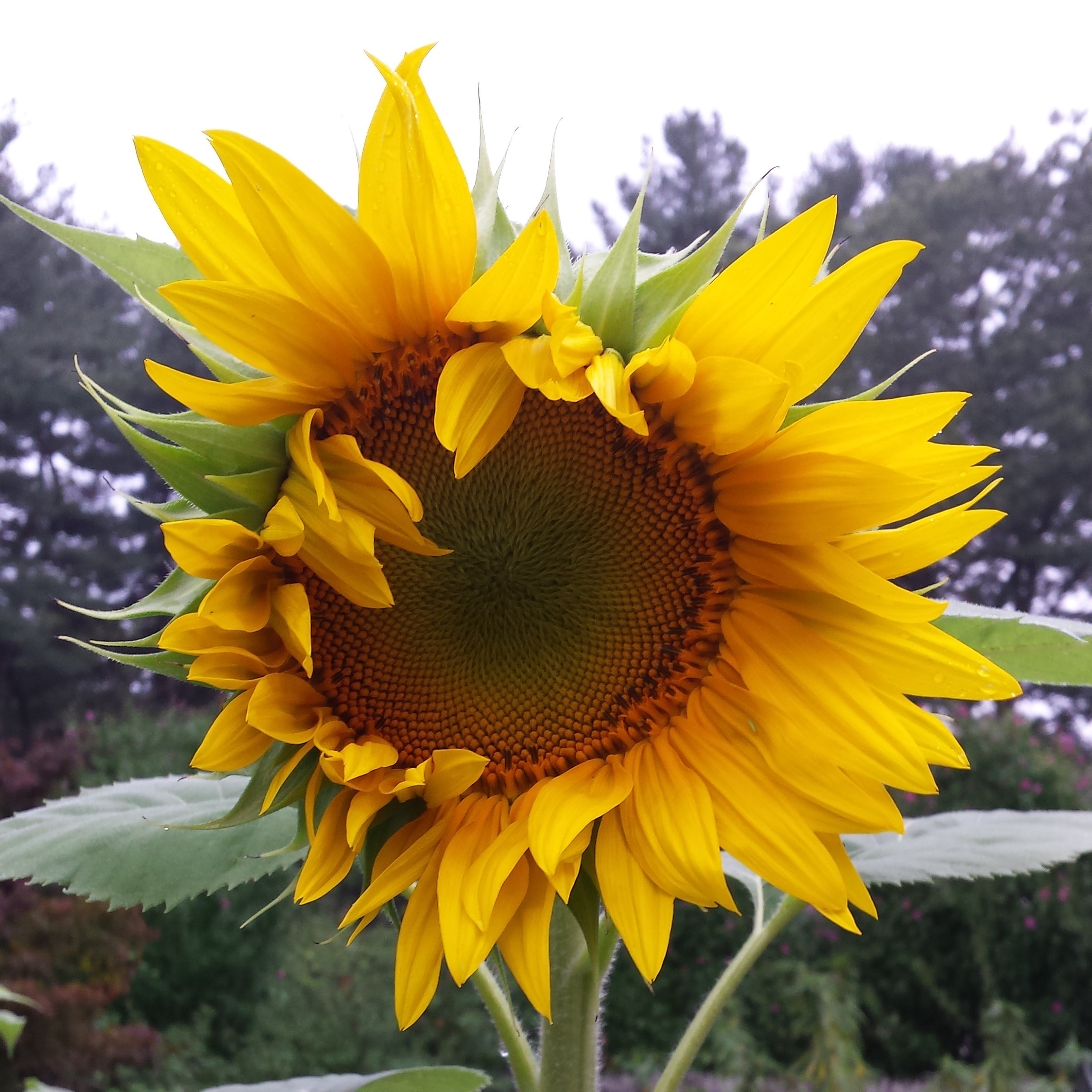 sunflower-almost-open