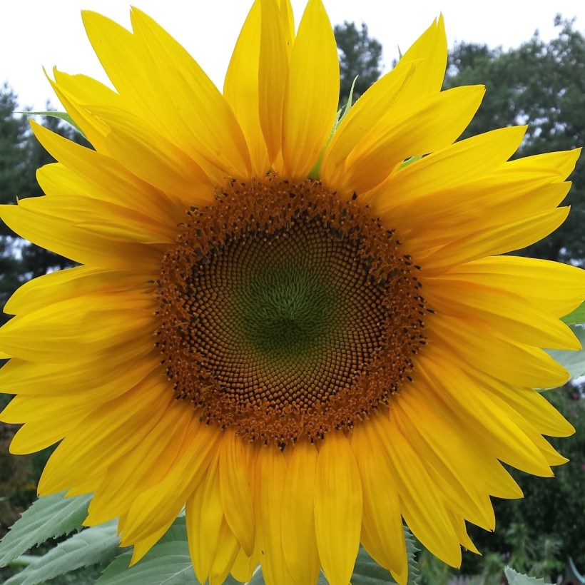sunflower-day-3-2