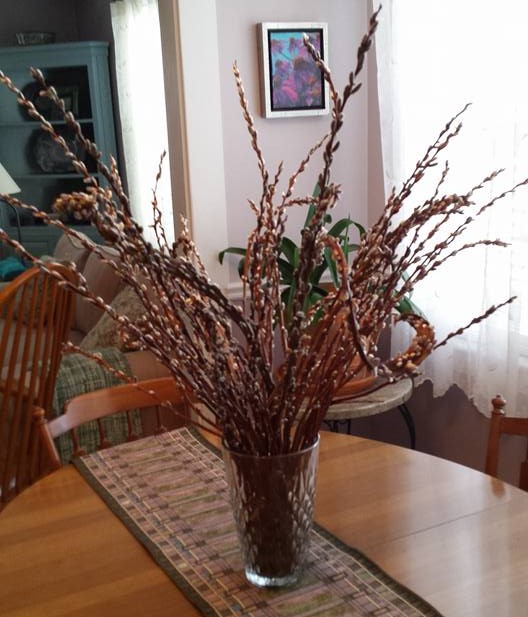 PussyWillows at Home