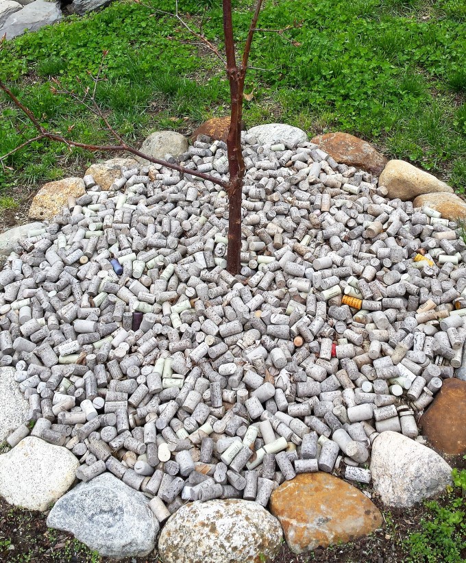 corkmulch-paperbarkmaple