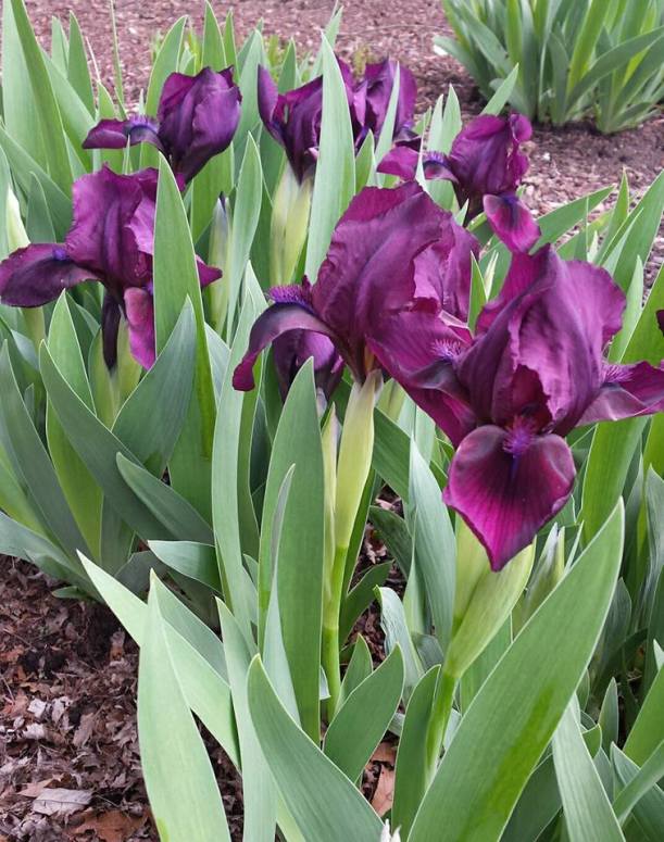 purpleiris
