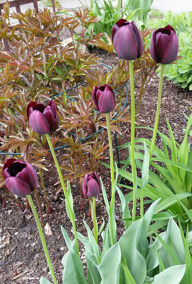 purpletulips