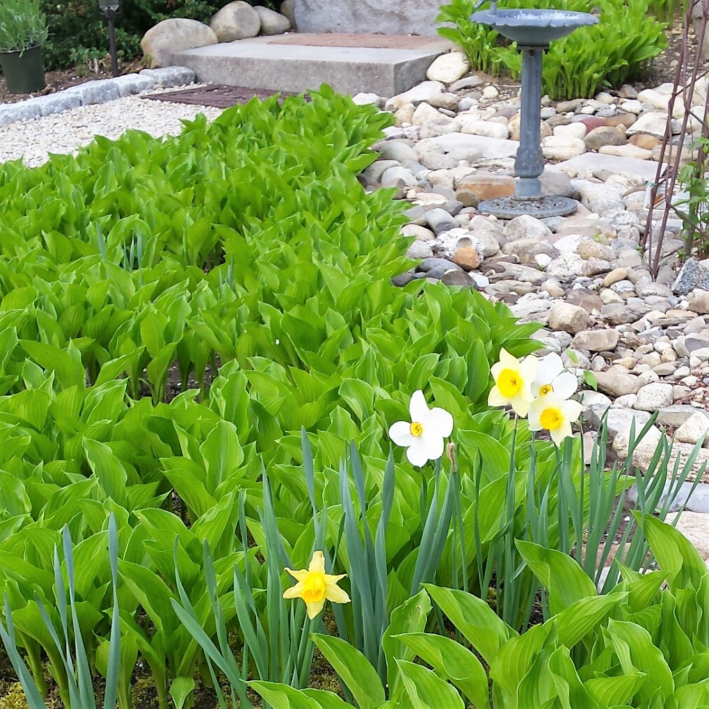 Daffodils-Hosta