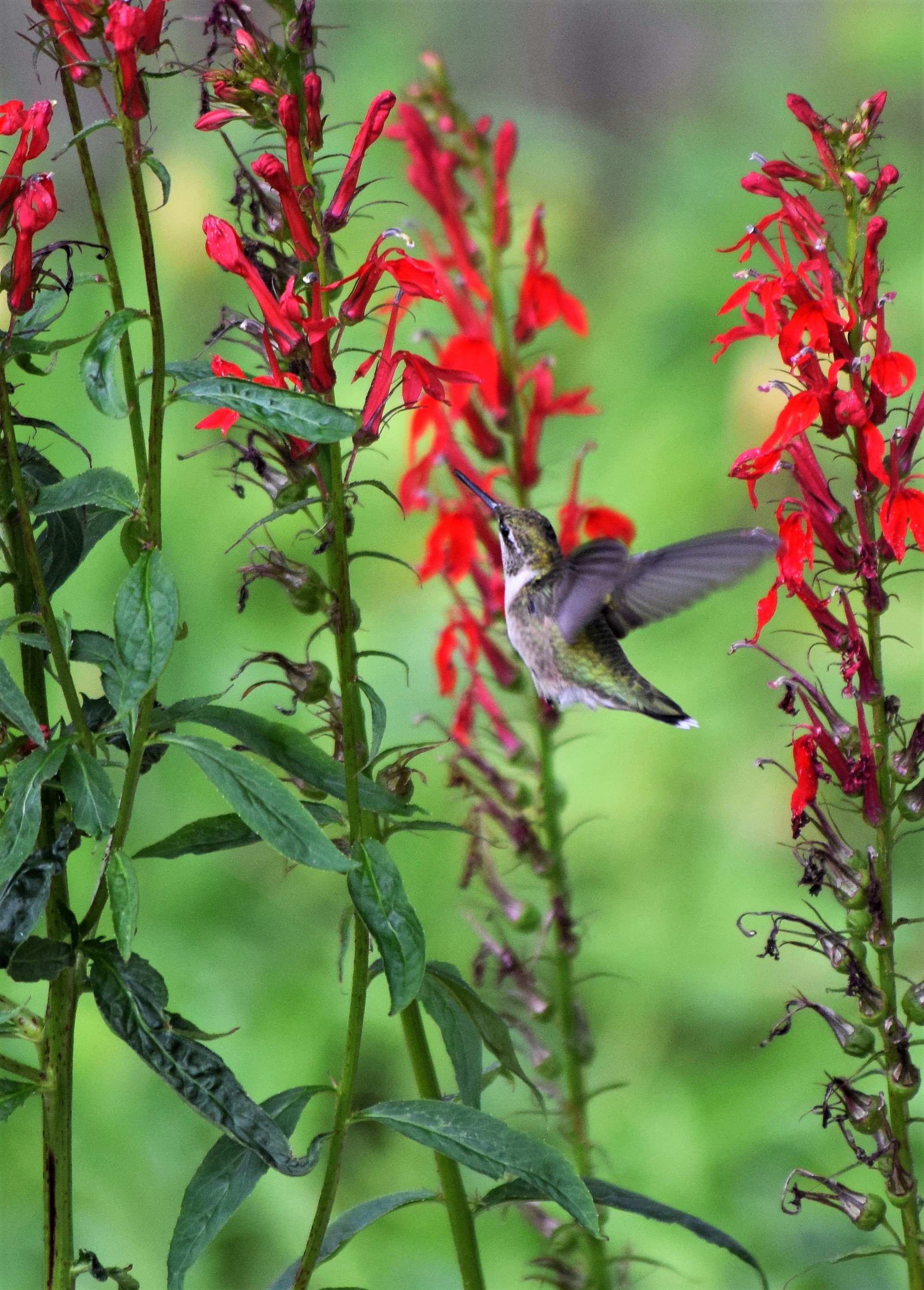 blog-cardinalflower