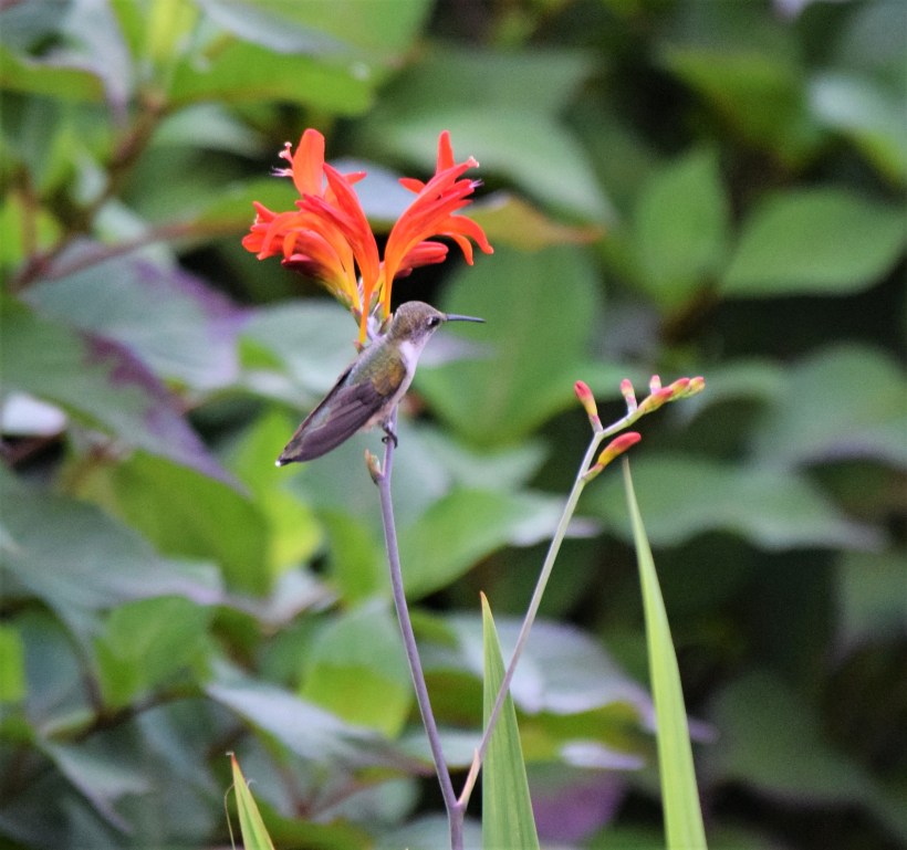 blog-crocosmia-perch