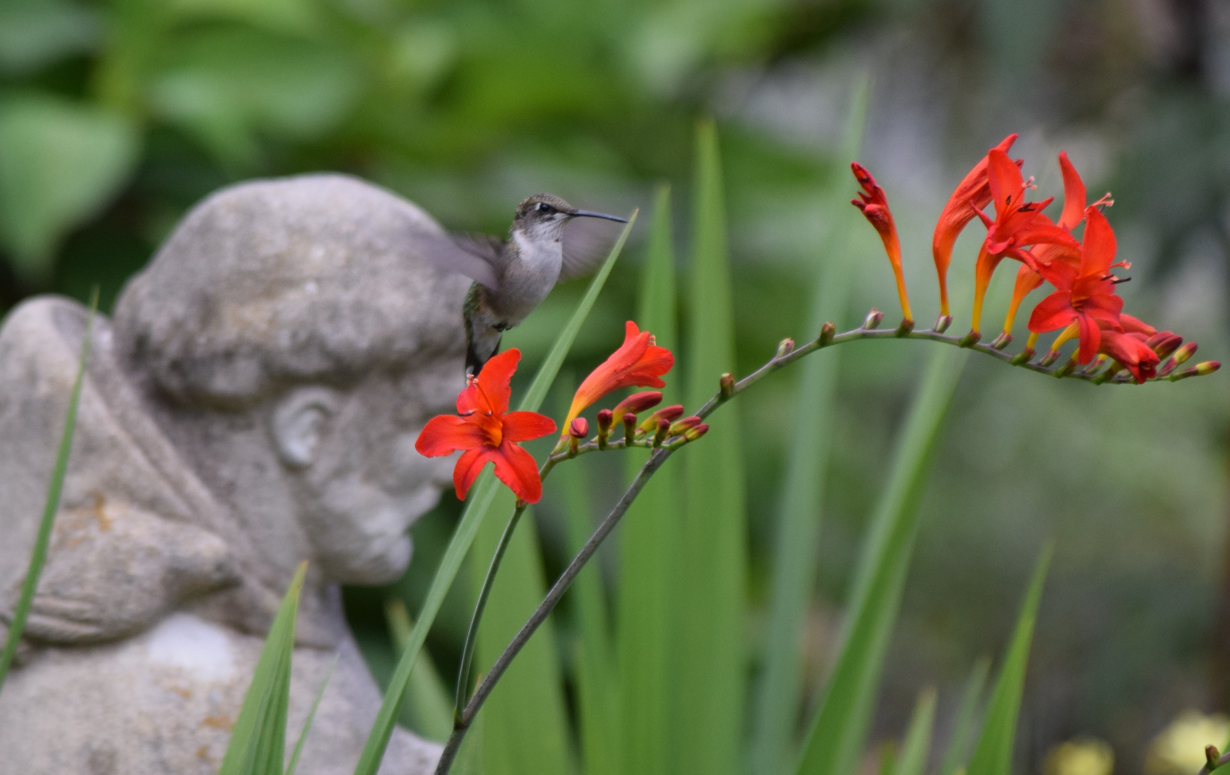 blog-crocosmia-StFrancis