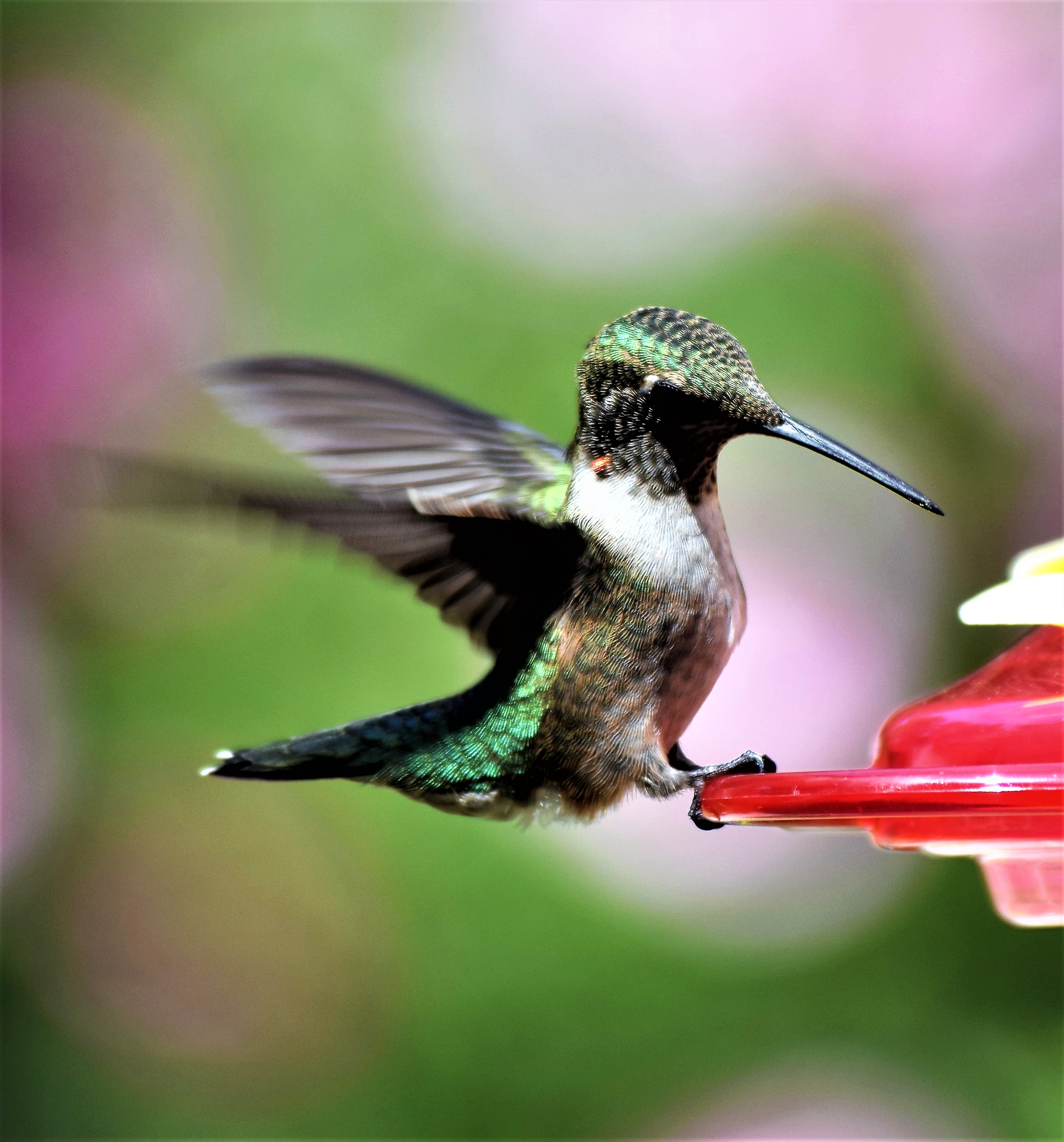 blog-feeder-juevenile