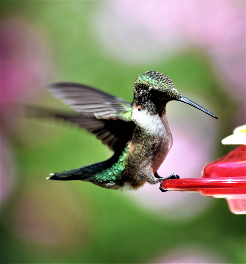 blog-feeder-juevenile