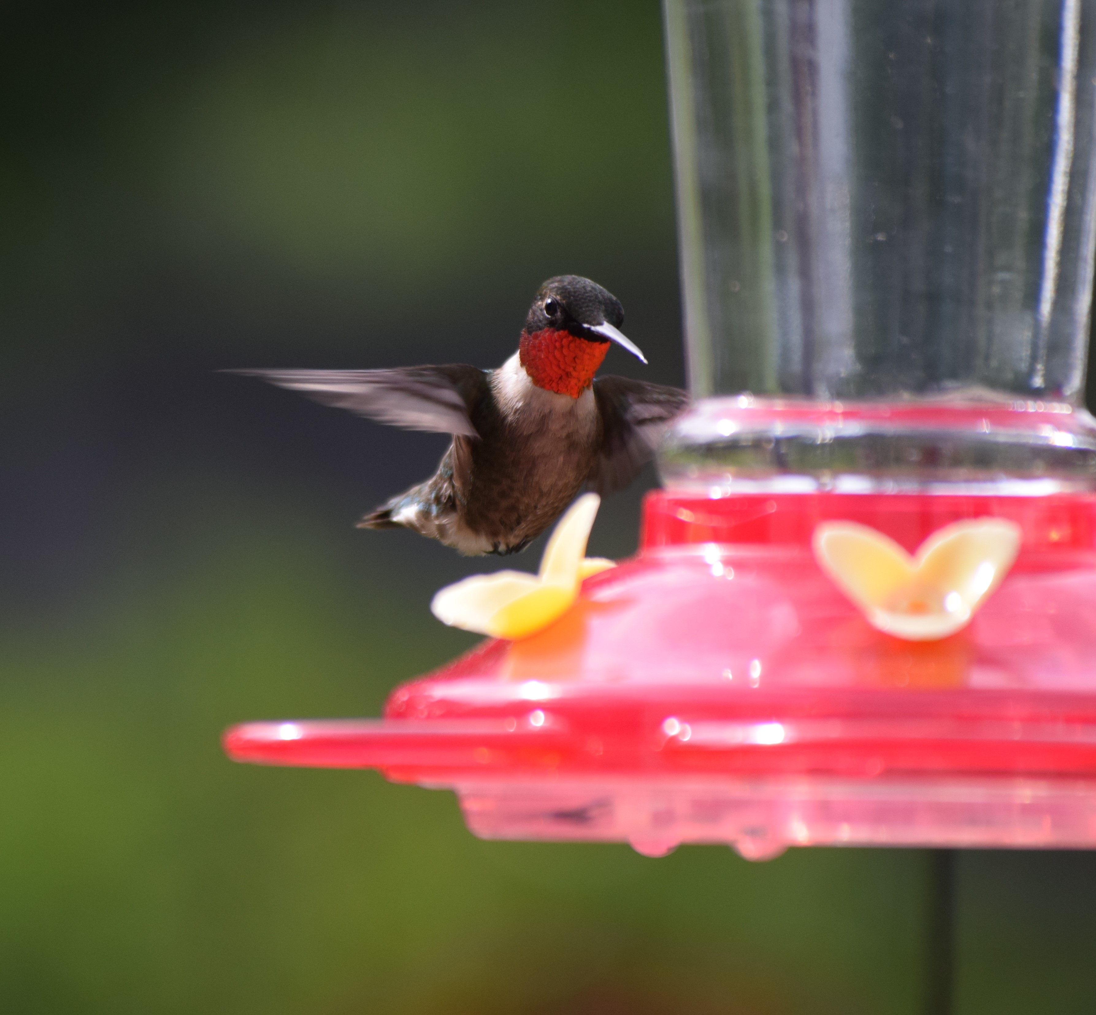 blog-feeder-male