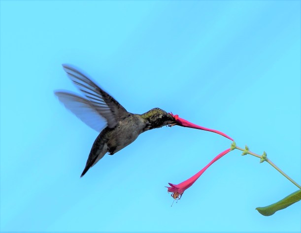 blog-honeysuckle-bluesky